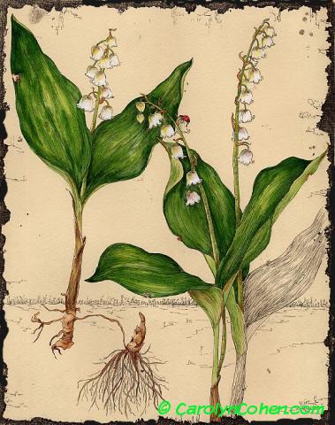 Lily of the valley (Convallaria majalis) — Yoga Judith